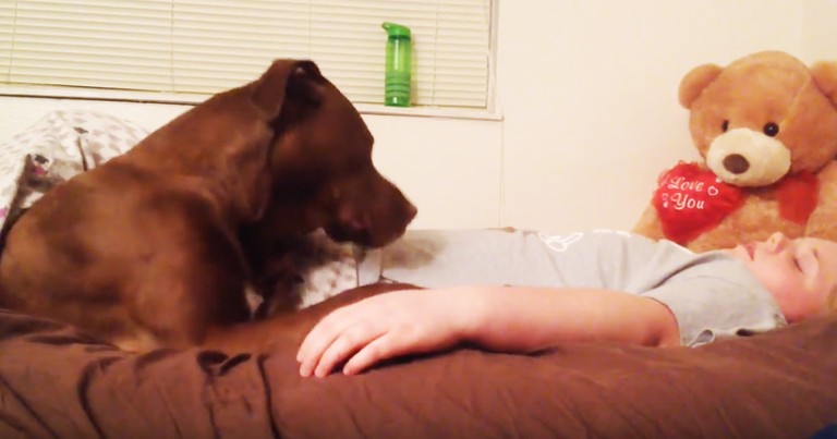 Watching This Service Dog Respond To A Call Is Amazing