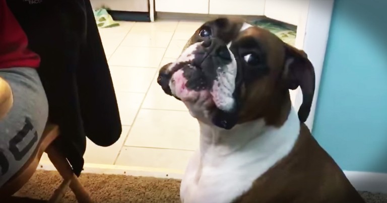 This Doggie Is Learning The Hard Way, You Can't Always Get What You Want