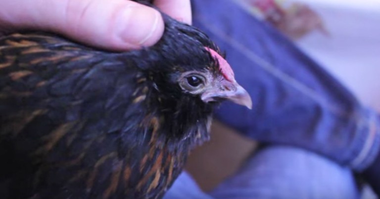 This Man Lost His Beloved Chicken And Finally Found Her In A ... Stock Pot? 