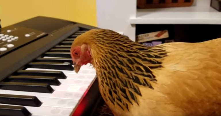 Chicken Plays America The Beautiful On The Piano