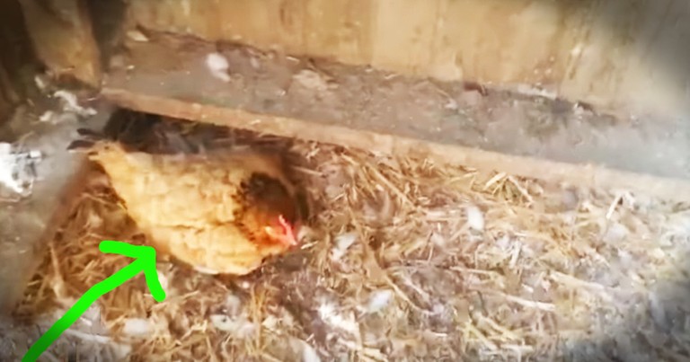 Farmer Goes Out Looking For Eggs To Find His Chicken Warming Something Very Different