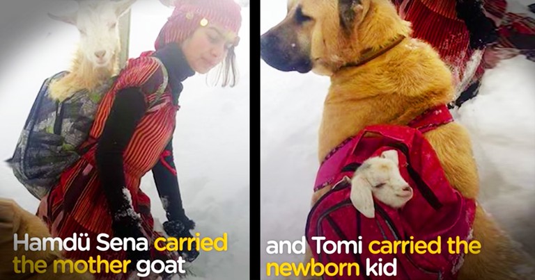 Brilliant Young Girl And Her Dog Save A Goat And Her Newborn Kid