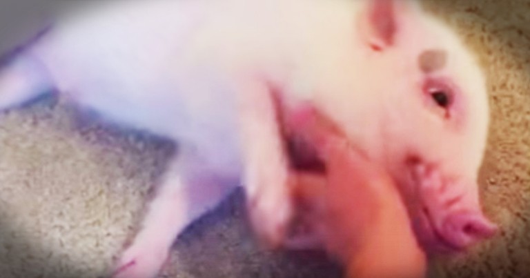 Pickles The Pig Hears 'Belly Rubs' And Has The Funniest Reaction