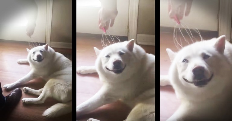 Happiest Dog In the World Gets The Head Massage Of His Dreams