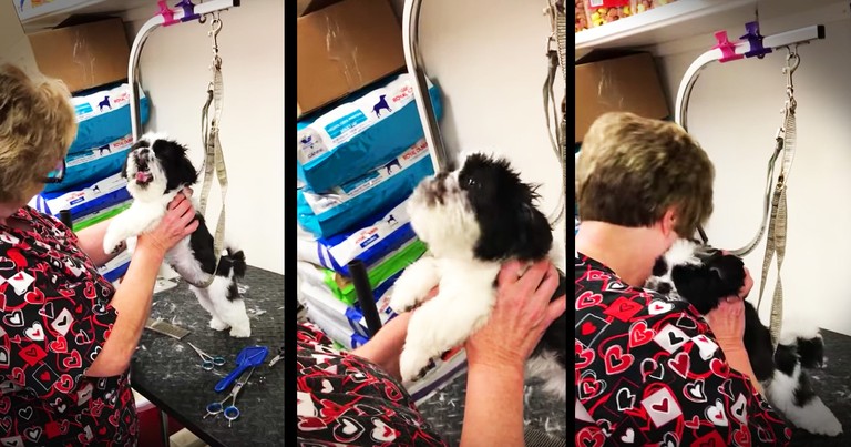 Precious Dog Cannot Stop Singing For Her Favorite Groomer