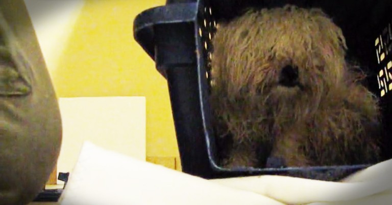Dog Rescued From Euthanization Has An Incredible Transformation