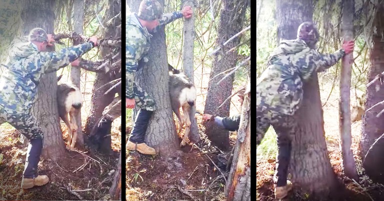 Hunters Rescue A Deer Trapped Between Two Trees