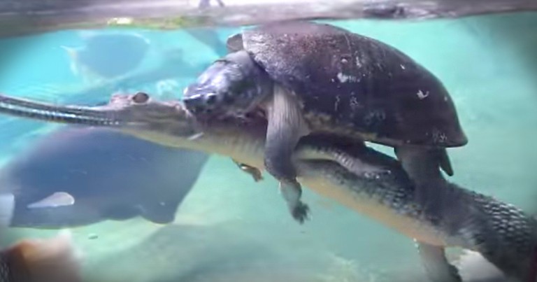 This Turtle Sure Has Found A Clever Way To Get Around
