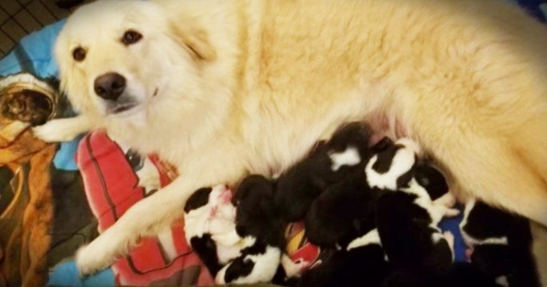 Grieving Momma Dog Adopts 8 Orphaned Pups As Her Own