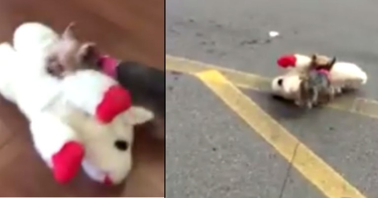 Tiny Fur-Baby Gets To Pick Out Her Own Toy, And Her Joy Is Contagious