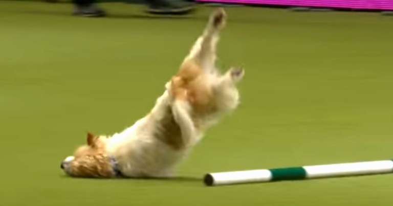Crazy-Hyper Show Dog Hasn't Quite Mastered Agility Training...But He's Hilarious