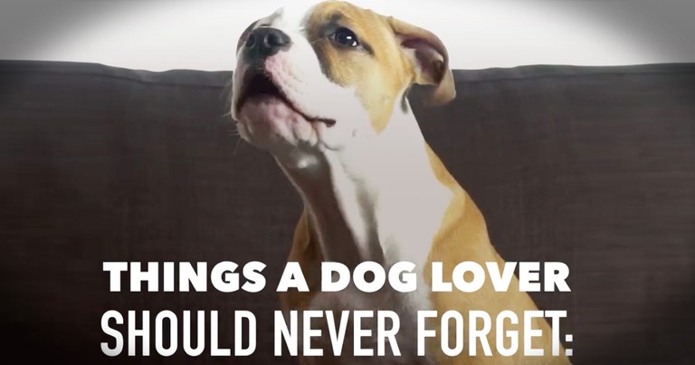 Emotional List Of The Things Your Dog Would Say To If They Could Talk