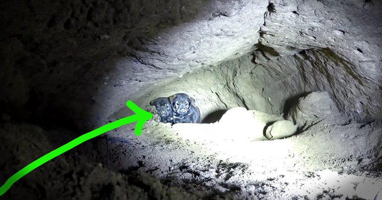 Risky Cave Rescue Of 9 Puppies Will Leave You On The Edge Of Your Seat