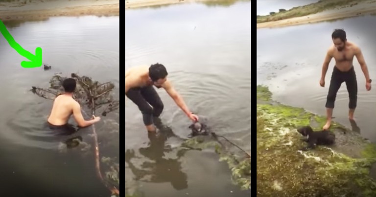 Drowning Koala Gets An Amazing Rescue From Kind Strangers