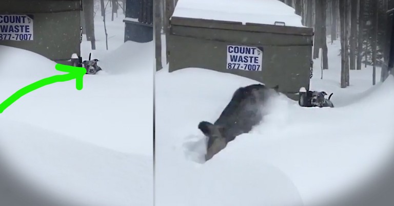 Dog Notices His Friend Is Stuck In The Snow And Comes Up With A Brilliant Plan