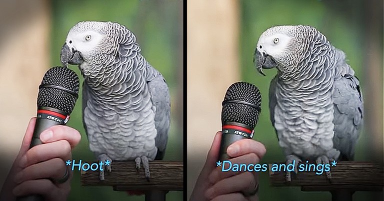 Talented Parrot Does Impressions Like You Won't Believe