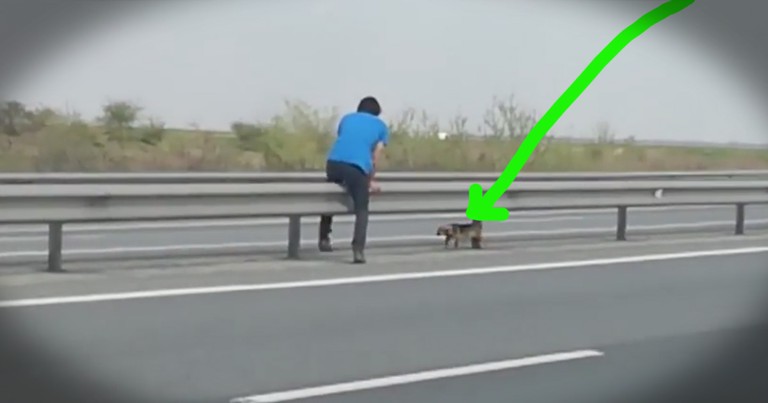 Dog's Terrifying Highway Rescue Gets The Sweetest Update
