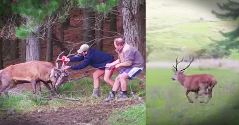 2 Brave Guys Rescue Bucks Dangerously Tangled In Barbed Wire 