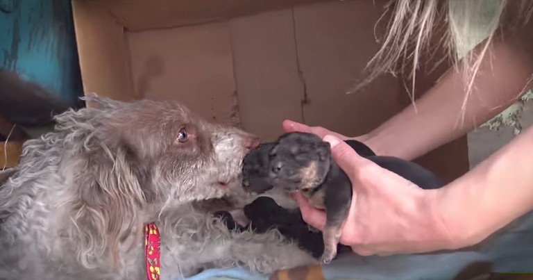 Friendly Momma Dog And Her Puppies Get Rescued
