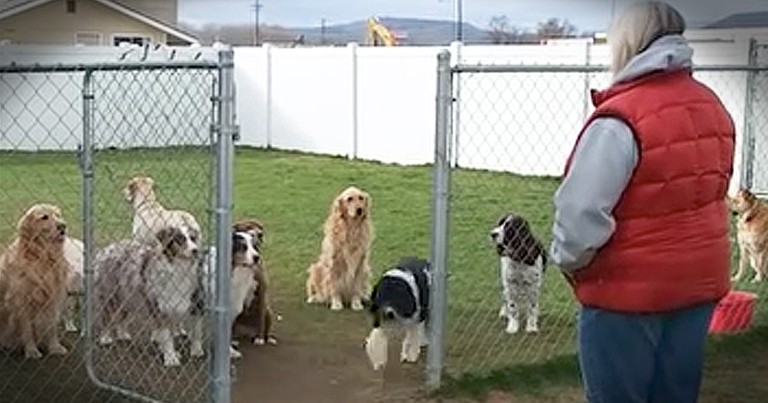 Smart Dogs Wait For Their Names To Be Called