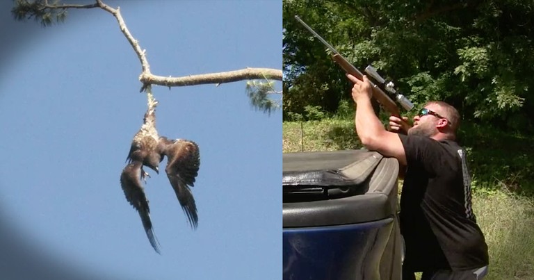 Veteran Sniper Steps In To Save A Trapped Bald Eagle