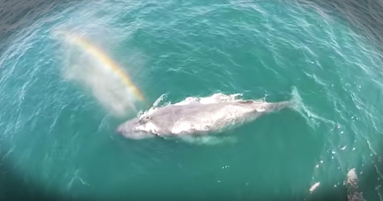 Whale Creates Rainbow From Blowhole