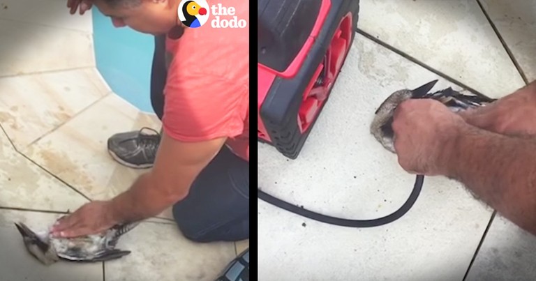 Guy Puts An Air Compressor In A Bird's Mouth And It Saved His Life