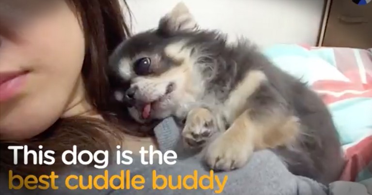 Beyond Precious Pup Can't Sleep Without A Bit Of Cuddles First 