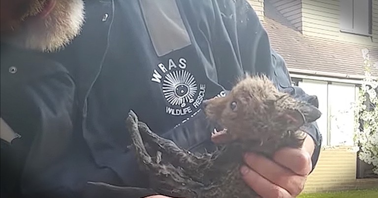Baby Fox Rescued From A Drain