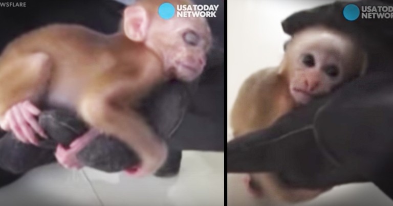 Baby Monkey Sleeps In Rescuer's Safe Hand