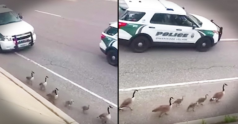 Police Escorts Family Of Geese To Safety