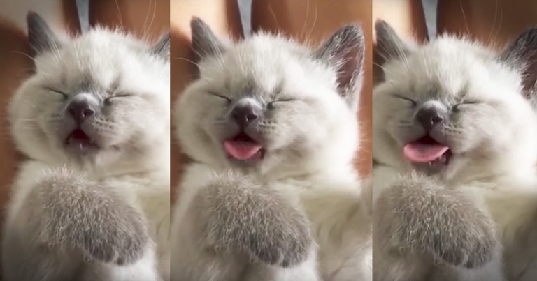 Whatever This Kitten Is Dreaming About Must Be Awful Tasty
