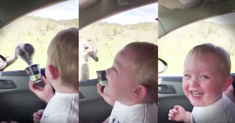 Little Boy Laughs Hysterically At An Ostrich Eating