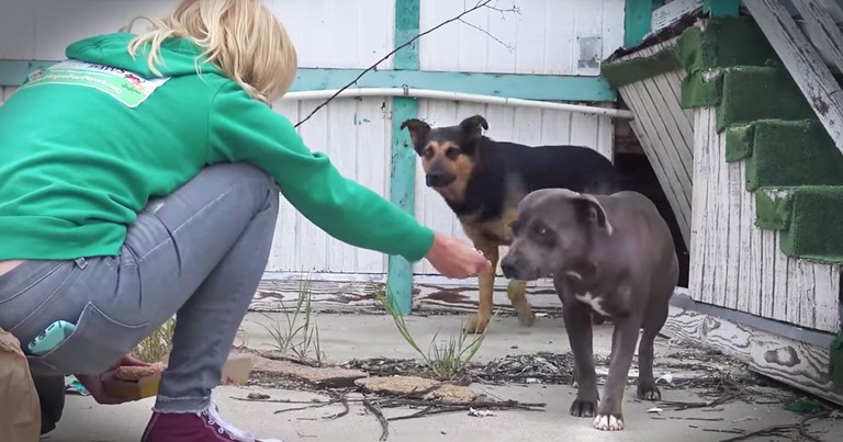 Pregnant Dog And Her Partner Get Rescued Just In Time
