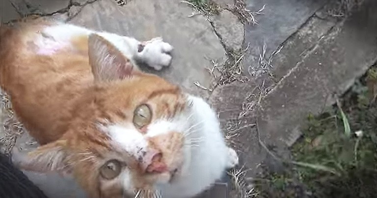 Injured Stray Cat Asks For Help At Stranger's Door Step