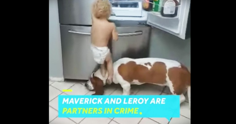Toddler And His Doggy BFF Are Mischievous Team