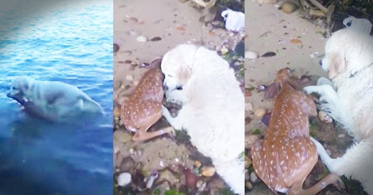 Dog Rescues Drowning Baby Deer