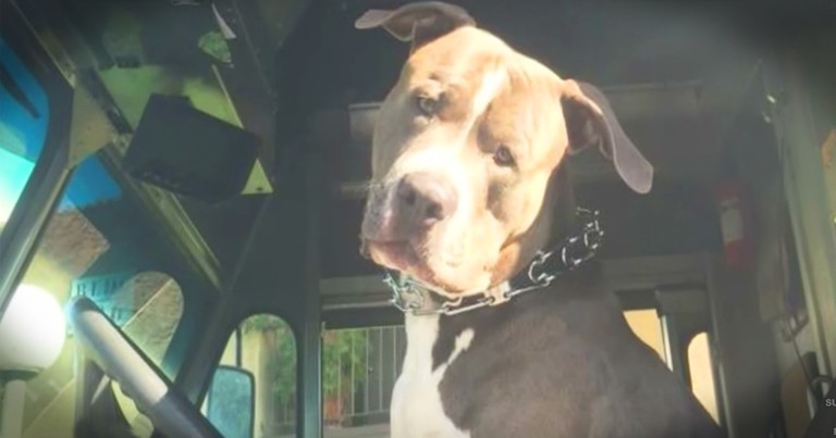 UPS Driver Adopts Dog After His Owner Died