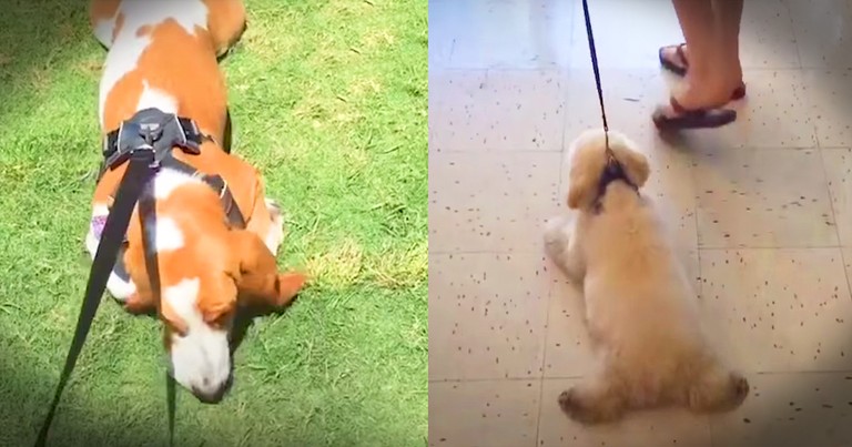 Hilarious Dogs Who Refuse To Come Inside Mashup