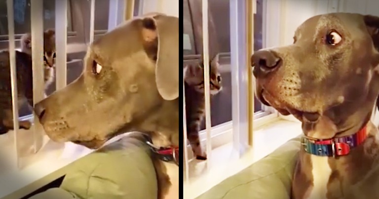 Dogs Funny Reaction To Kitten Booping His Nose