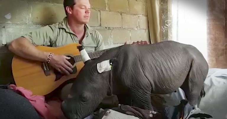 Caretaker Plays Baby Rhino A Sweet Lullaby