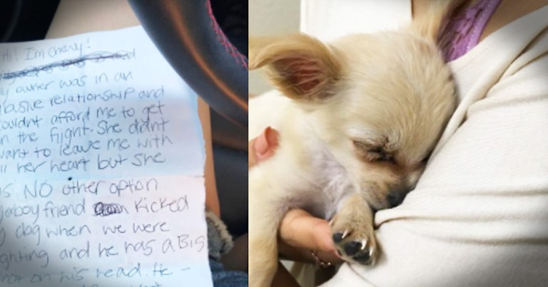 Abandoned Puppy In A Bathroom Sheds Light On Domestic Violence