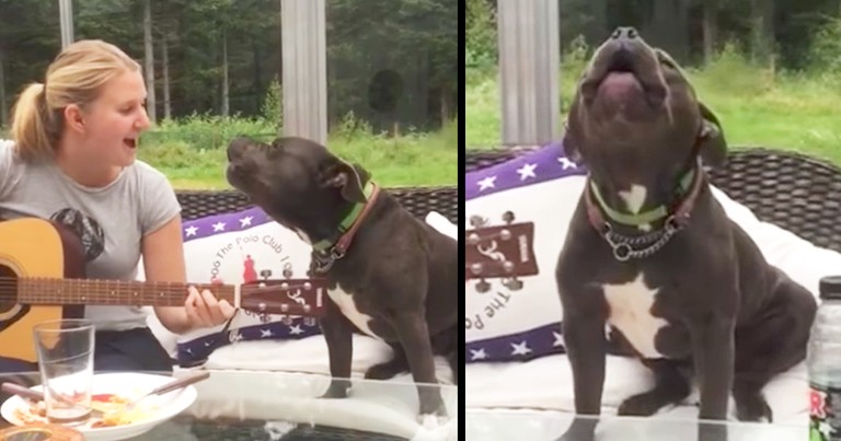 Dog Hilariously Sings Duet With Owner Playing Guitar