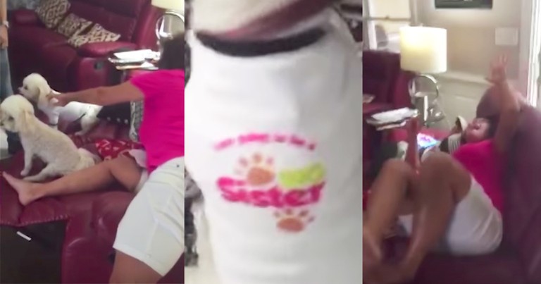 Adorable Dog's Shirt Reveals Pregnancy To Grandma