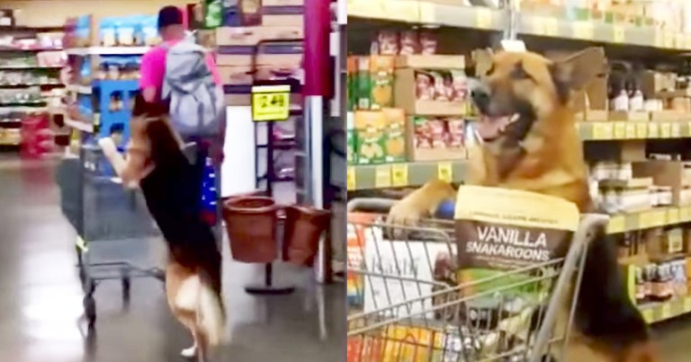 Smart Dog Amazingly Wheels Grocery Cart On Hind Legs