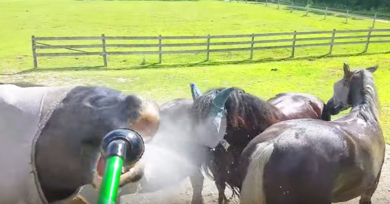 Horse Hilariously Sneaks A Drink While Being Hosed Off
