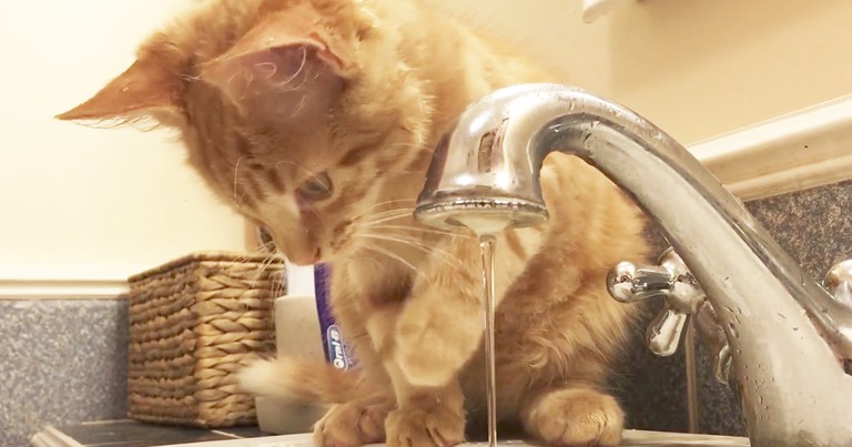 Adorable Kitten Confused On How A Faucet Works