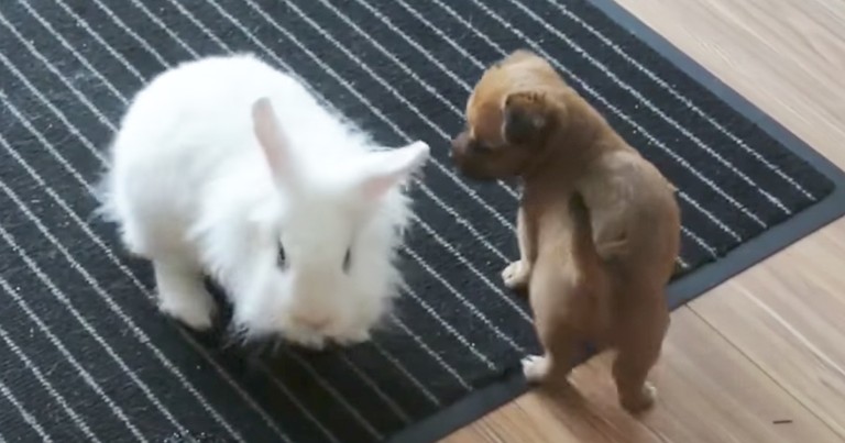 Adorable Puppy Plays Together With Pet Rabbit