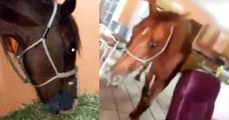 Roommates Transform Home Into Makeshift Horse Shelter During Irma