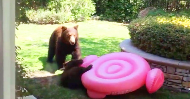 Wondering Bear Cub Wrestles Pool Toy In Family's Backyard